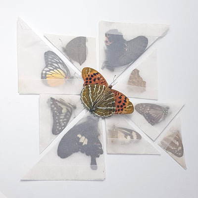 Butterflies | Mixed Collection of 10 | Unmounted