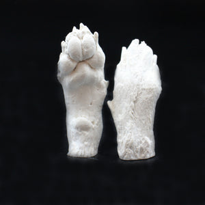 Paw Casting