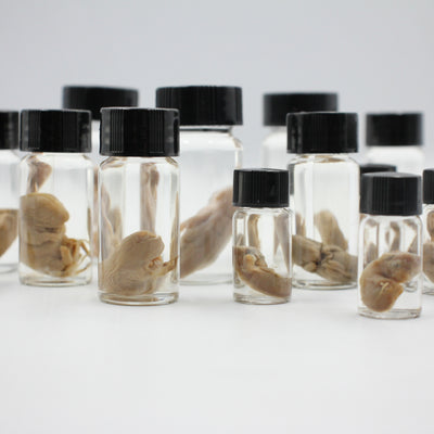 Wet Specimen | Fetus | Lucky Dip