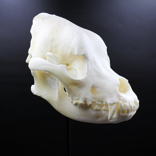 Skull & Bone Preservation