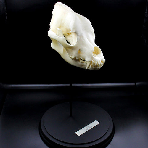 Skull & Bone Preservation
