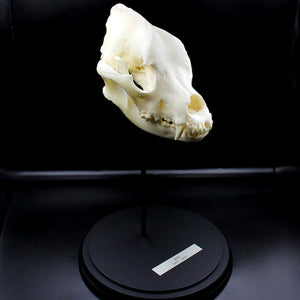 Skull & Bone Preservation