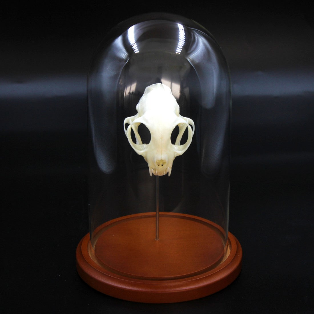 Skull & Bone Preservation