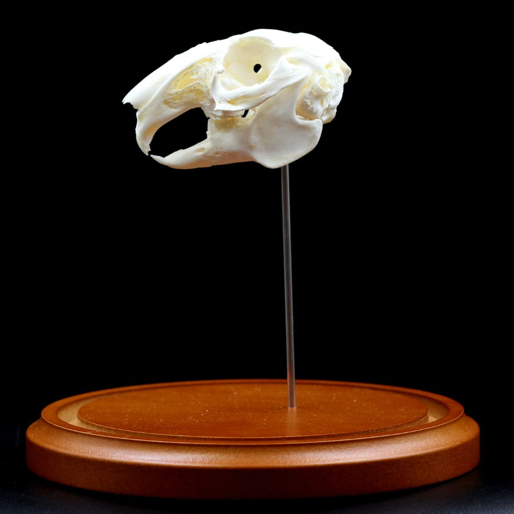 Skull & Bone Preservation