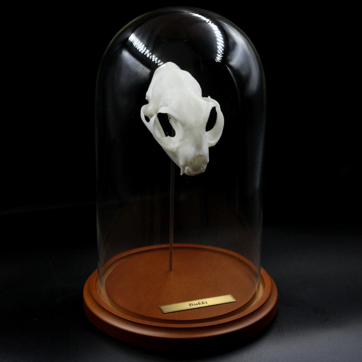 Skull & Bone Preservation