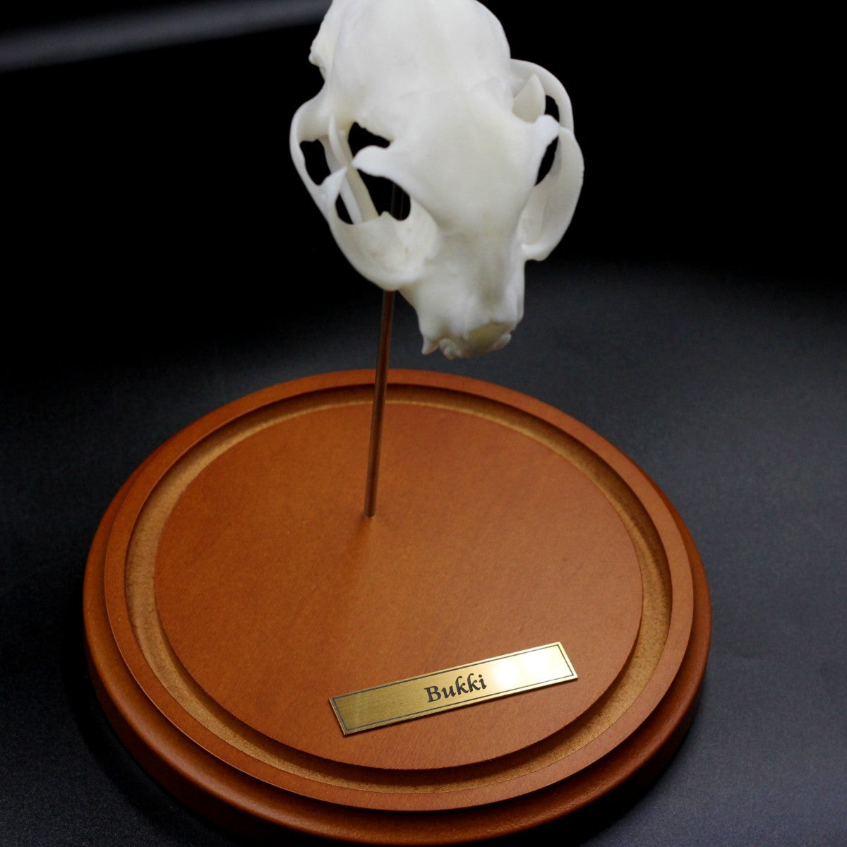 Skull & Bone Preservation