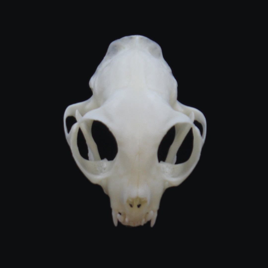 Skull & Bone Preservation